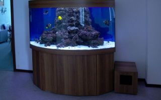 Prendre position pour un aquarium, comment le faire soi-même